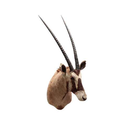 Oryx (Gemsbok) Tobias