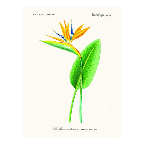 Strelitzia Prent